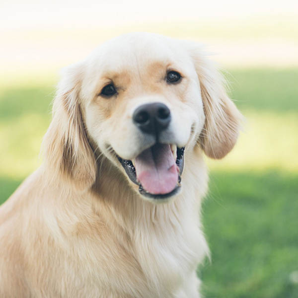 Learn More About Maryville Pharmacy's Veterinary Compounding Services